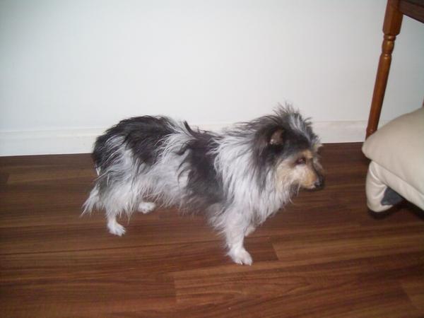 Housesitting assignment in Frankston South, VIC, Australia