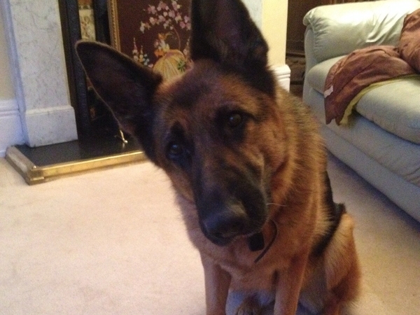Housesitting assignment in Newcastle upon Tyne, United Kingdom