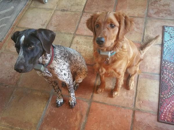 Housesitting assignment in Kerrville, Texas, United States