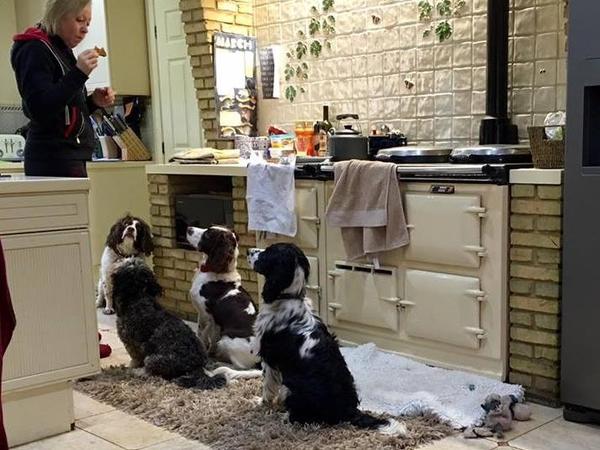 Housesitting assignment in Hull, United Kingdom