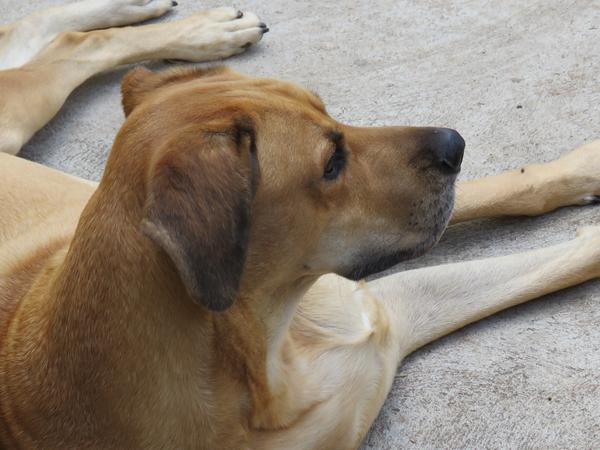 Housesitting assignment in Lisbon, Portugal
