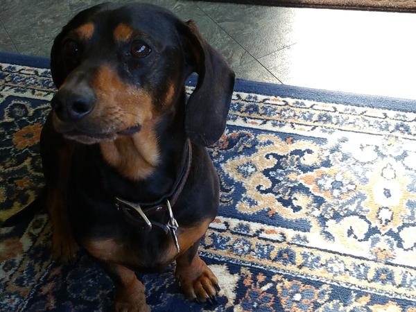 Housesitting assignment in Bayfield, Ontario, Canada