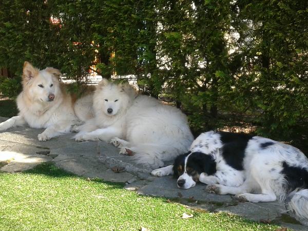 Housesitting assignment in Varese, Italy