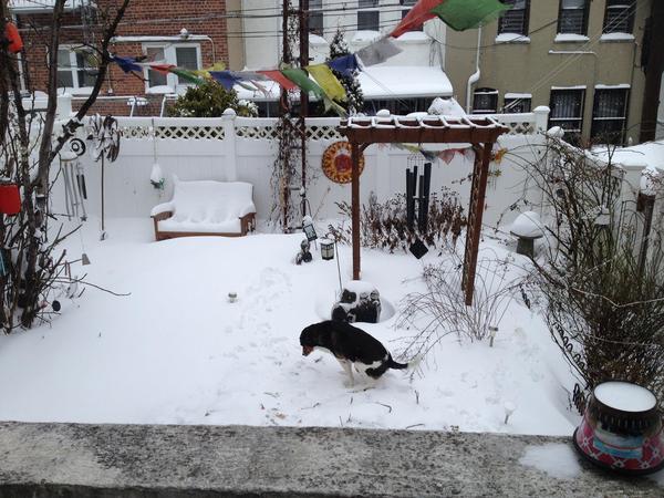 Housesitting assignment in Brooklyn, NY, United States