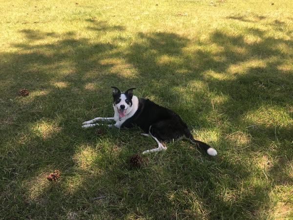 Housesitting assignment in Bend, OR, United States