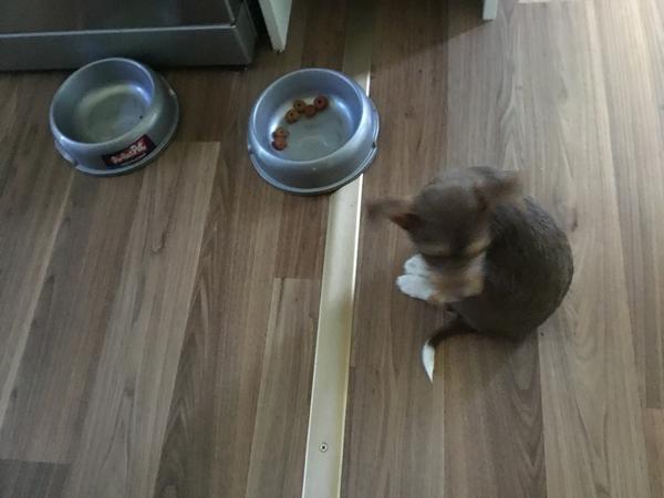 Housesitting assignment in Chillingham, NSW, Australia