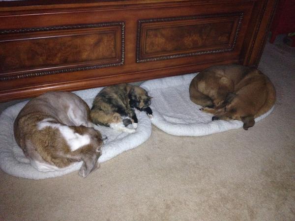 Housesitting assignment in Kaiserslautern, Germany