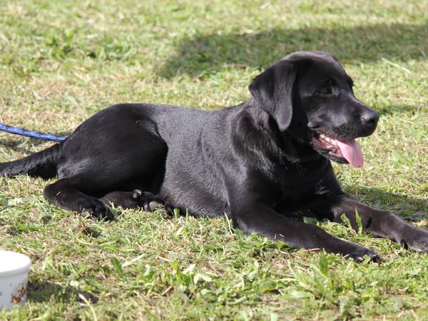 Housesitting assignment in Sydney, New South Wales, Australia