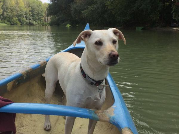 Housesitting assignment in Bratislava, Slovakia